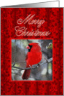 Merry Christmas Cardinal Business card