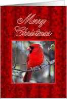 Merry Christmas Cardinal and Holly card