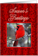 Season’s Greetings Cardinal and Holly card