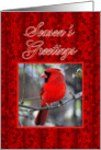 Season’s Greetings Cardinal and Holly card