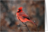 Cardinal Braving a Snowstorm card