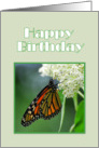 Happy Birthday Female Monarch Butterfly on White Milkweed Flower card