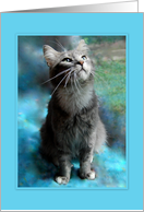 Gray Tabby Cat Portrait card