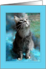 Gray Tabby Cat Portrait card