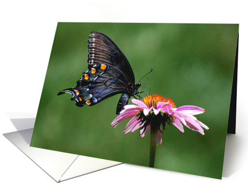 Black Swallowtail Butterfly on Pink Coneflower Blank Note card