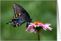 Black Swallowtail Butterfly on Pink Coneflower Blank Note Card