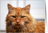 Orange Maine Coon Cat card