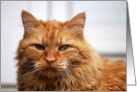 Orange Maine Coon Cat card