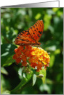 Gulf Fritillary Butterfly on Yellow Lantana Notecard card