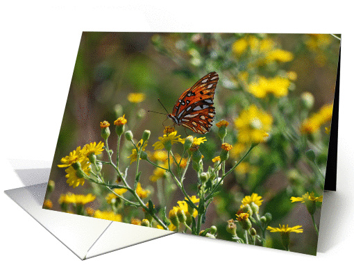 Gulf Fritillary Butterfly on Beach Dune Flowers Notecard card (710484)