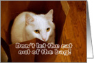 Cat in Bag Surprise Birthday Party Invitation card