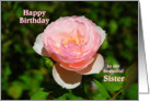 Pink English Rose Happy Birthday to Sister card