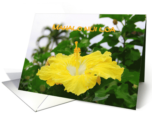 Mahalo nui loa, Thank you very much Hawaiian Yellow Hibiscus card