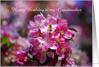 Happy Birthday Grandmother Apple Blossoms and Honey Bee card