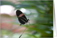 Butterfly at Rest card