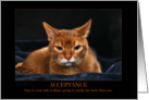 Acceptance - Ginger Cat Humor card