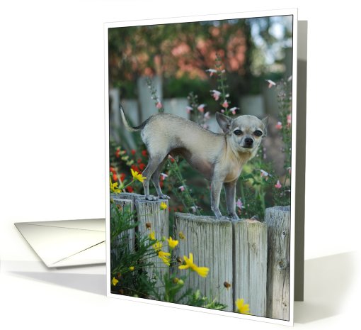 funny chihuahua dog god recovery 12 step card (413271)