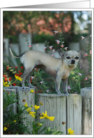 funny chihuahua dog god recovery 12 step card