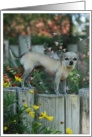 funny chihuahua dog god recovery 12 step card