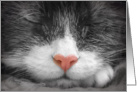 Color my black & white dreams - Blank Card, sleeping cat card