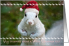 Merry Christmas, White Squirrel in Santa Hat card