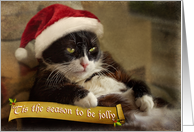 Holiday cat sits fat and jolly card