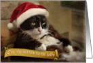 Holiday cat sits fat and jolly card