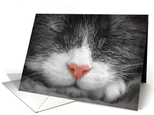 Color my black & white dreams - sleeping cat card (1148480)