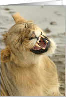 Simba Smile card