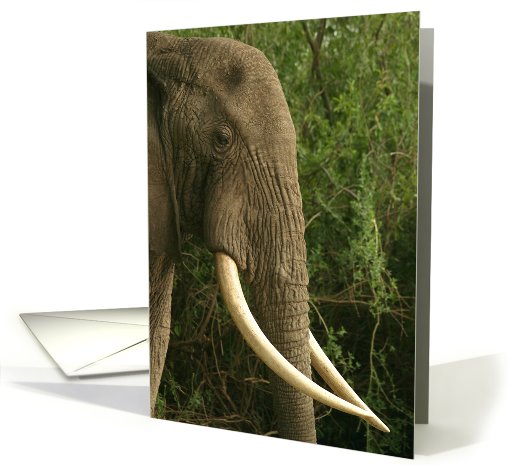 Elephant tusk profile card (431898)