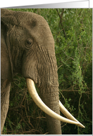 Elephant tusk profile card