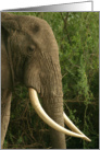 Elephant tusk profile card