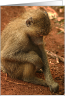 Pensive young Baboon card