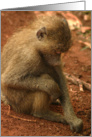 Pensive young Baboon card