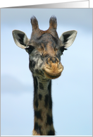 Giraffe headshot card