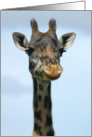 Giraffe headshot card