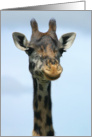 Giraffe headshot card