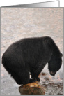 Black bear tiptoes card