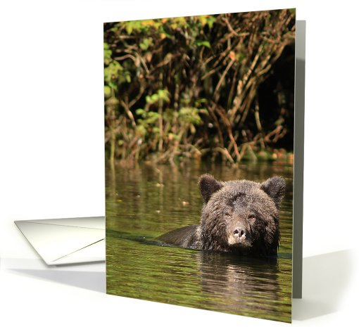 Grizzly bear swim card (431915)