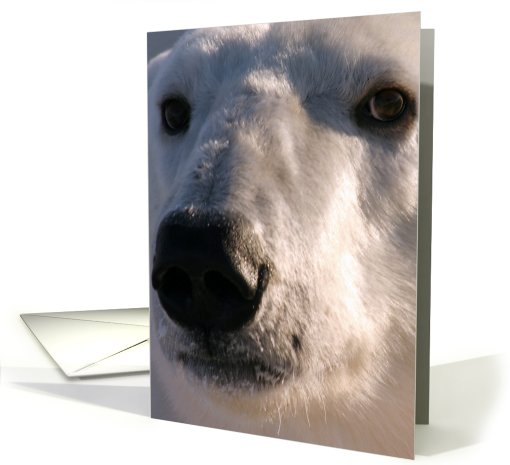 Polar Bear face card (431917)