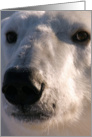 Polar Bear face card