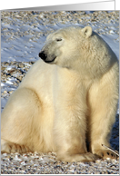 Polar Bear Sun smile card