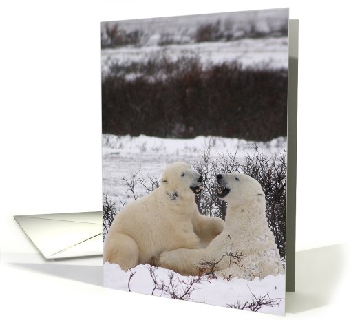 Polar Bears telling jokes card (431920)