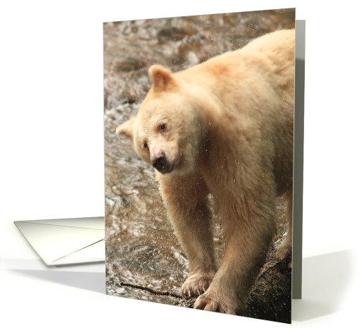 Spirit Bear shakes spray card (434375)