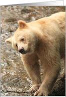 Spirit Bear shakes spray card