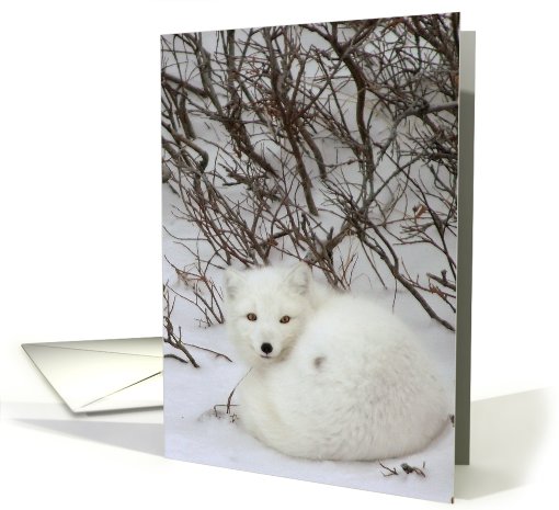 Arctic fox curled card (434450)