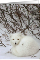 Arctic fox curled card