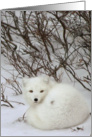 Arctic fox curled card