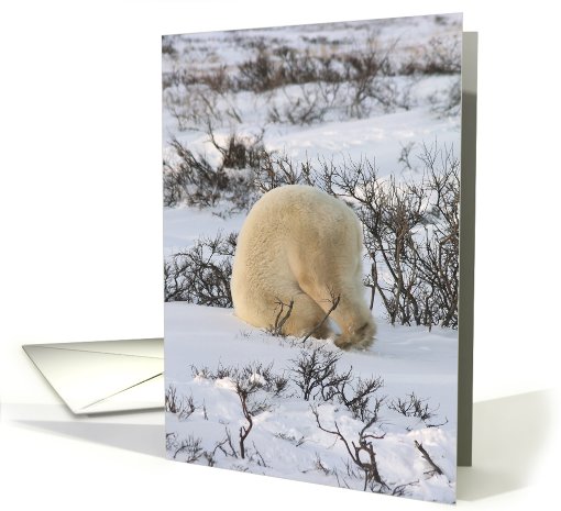 Yoga Bear headstand card (434475)