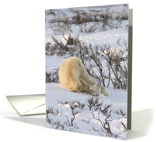 Yoga Bear plow pose card (434529)